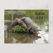 Postkruising Florida Alligator w ID Box Briefkaart (Voorkant)