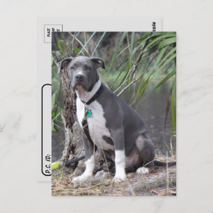 Postkruising Handsome Pit Bull Briefkaart