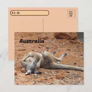 Postkruising Kangaroo Rolling/Spelen Briefkaart
