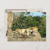 Postkruising - Lion Slaap tot je hongerige prijsop Briefkaart (Voorkant / Achterkant)