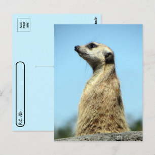 Postkruising - Meerkat over het Wenskaart van Patr Briefkaart