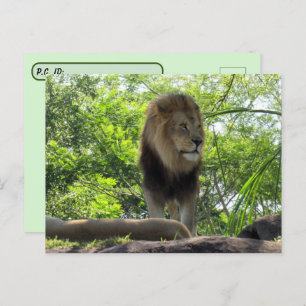 Postkruising - Pic of a lion Briefkaart