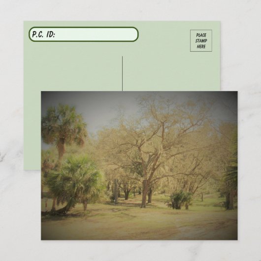 Postkruising Quaint Florida Forest Scene Briefkaart (Voorkant / Achterkant)