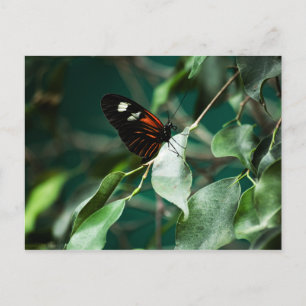 Postman 184 Briefkaart