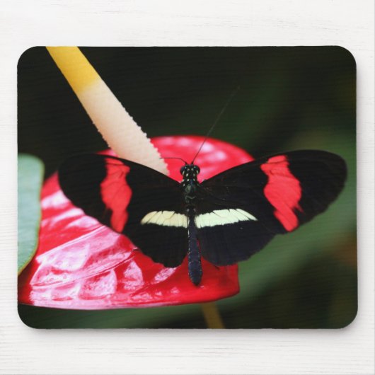 Postman Butterfly Muismat (Voorkant)
