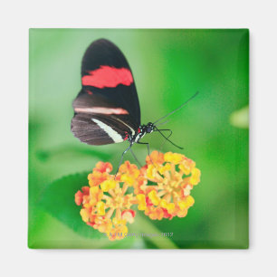 Postman rosina vlinder die nectar van magneet