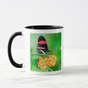 Postman rosina vlinder die nectar van mok