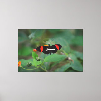 Postmanvlinder Canvas Afdruk