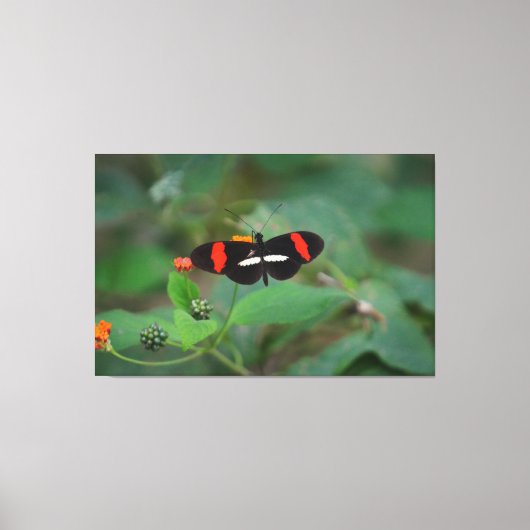 Postmanvlinder Canvas Afdruk (Voorkant)