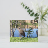 Postovertocht - Limpkin op het Briefkaart van het  (Staand voorkant)