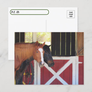 Postovertocht - Paarden in het Stable Briefkaart