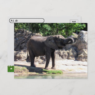 Postovertocht - Pic of a African Elephant Briefkaa Briefkaart