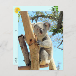 Postovertocht - Pic of Koala Briefkaart
