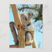 Postovertocht - Pic of Koala Briefkaart (Voorkant)