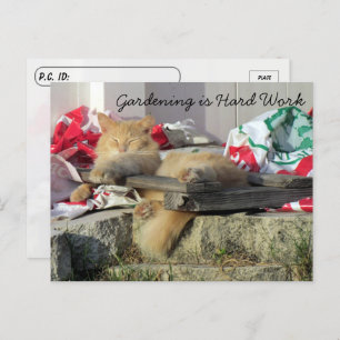 Postovertocht - Simba het Briefkaart van de kat in