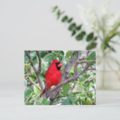 Posttransend Handsome Male Kardinaal Briefkaart (Staand voorkant)