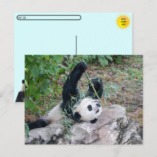 Posttransversale foto van een Giant Panda Briefkaart