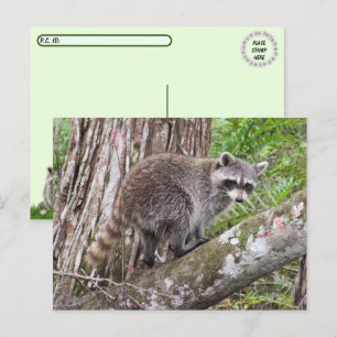 Posttransversale post van een Briefkaart van het f