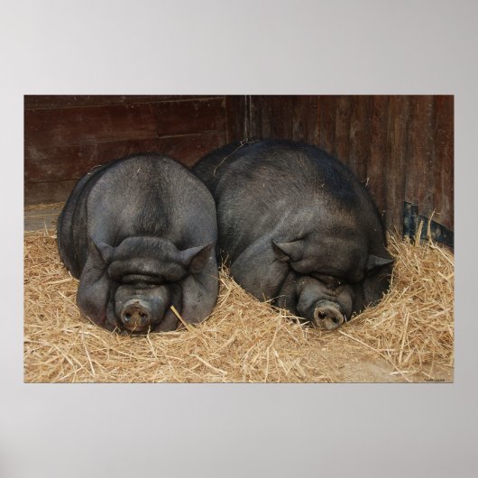 Pot Bellied Pigs Imprimer Poster (Devant)