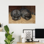 Pot Bellied Pigs Imprimer Poster (Bureau à domicile)