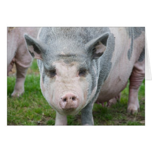 Pot Belly Pig, Norfolk Verenigd Koninkrijk