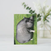 Pot carte postale de porc (Debout devant)