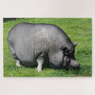 Pot de cochon à ventre sur le puzzle de l'herbe