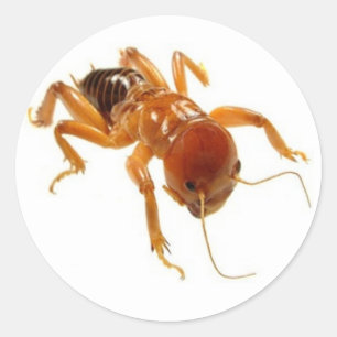 Potato Bug Ronde Sticker