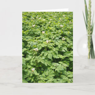 Potato field kaart