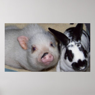 Potbelly Pig en Friend Poster