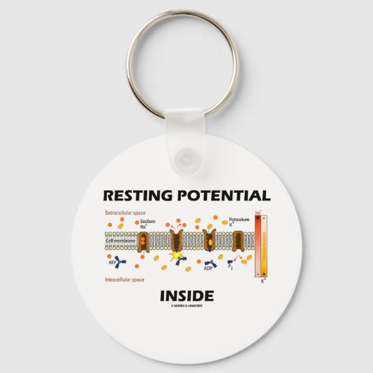 Potentieel voor tests binnenin (natriumkaliumpomp) sleutelhanger (Voorkant)