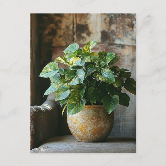 Pothos Plant in een stoel Briefkaart (Voorkant)