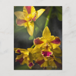Potinara Burana Beauty Orchid Briefkaart