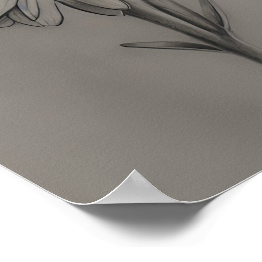 potlood getekend madeliefje poster (Hoek)