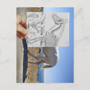 Potlood Vs Camera - X-Ray Briefkaart