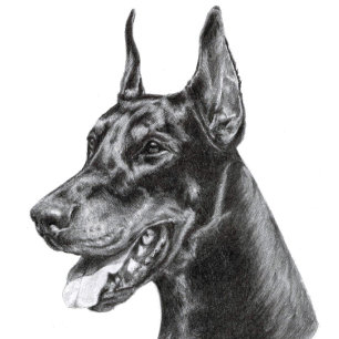 Potloodtekening van Dobermann Briefkaart