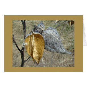 Pots de Milkweed