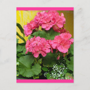 "Potted Coral Pink Geraniums" Notities en zegels