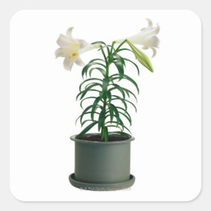 Potted Easter Lily Vierkante Sticker