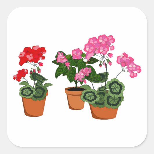 Potten van Geraniums Vierkante Sticker (Voorkant)