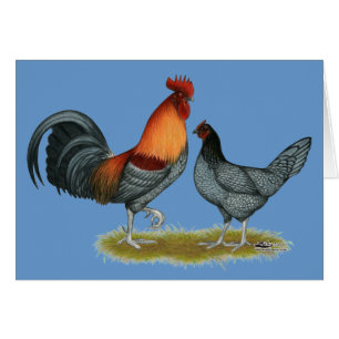 Poule bleue du Delaware