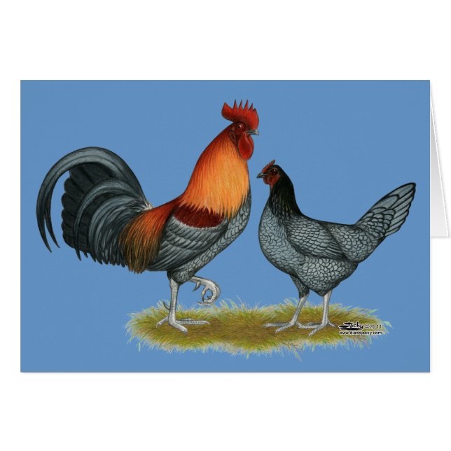 Poule bleue du Delaware (Devant Horizontal)