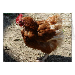 Poule de ferme industrielle