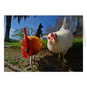 poule et coq