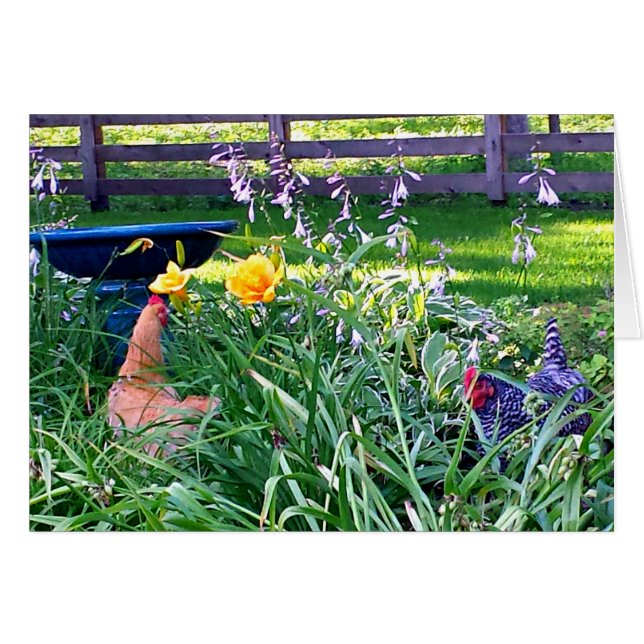 Poules dans le jardin (Devant horizontal)