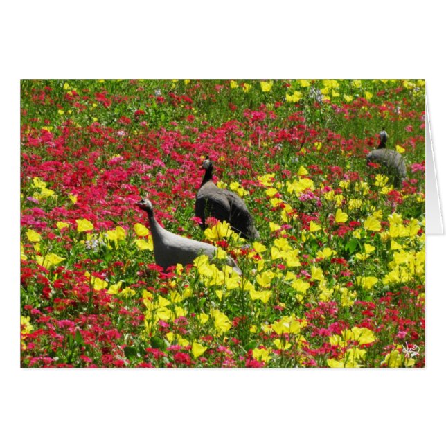 Poules de Guinée dans les fleurs sauvages, (Devant Horizontal)