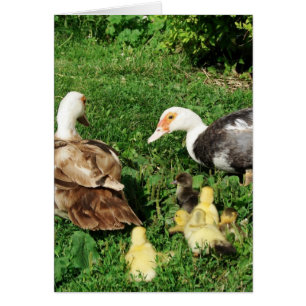 Poules de muscovy et colliers