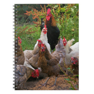 Poules de poulets de basse cour et carnet drôles