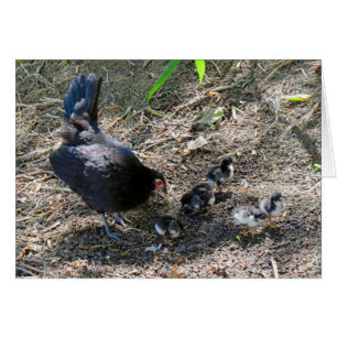 Poules et poules