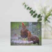 Poules sur carte postale Birdbath (Debout devant)